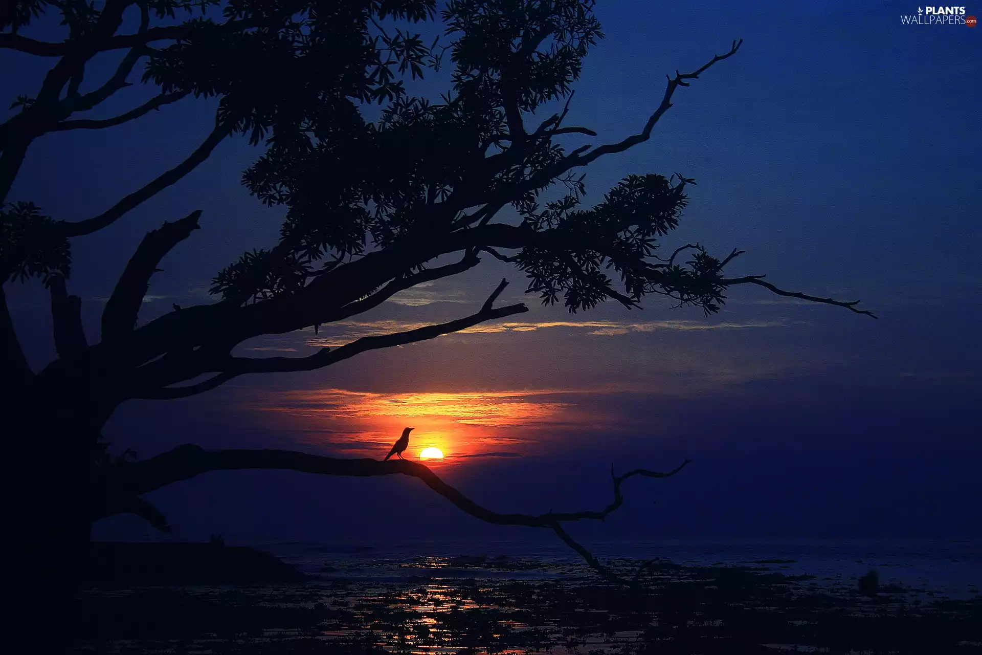 west, sun, Bird, sea, trees