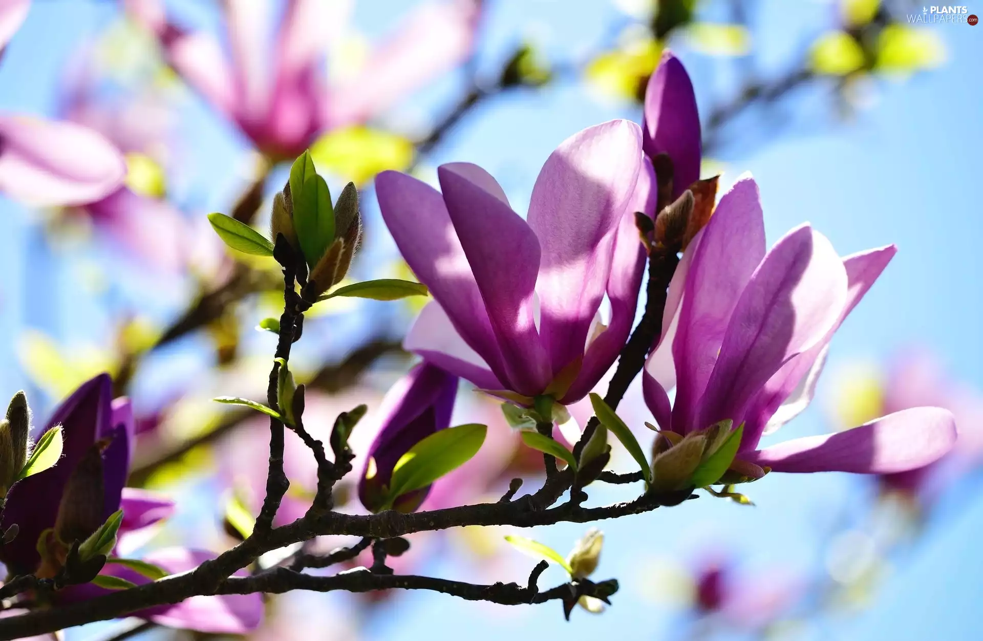 flash, ligh, Bush, sun, Magnolia, luminosity, Spring