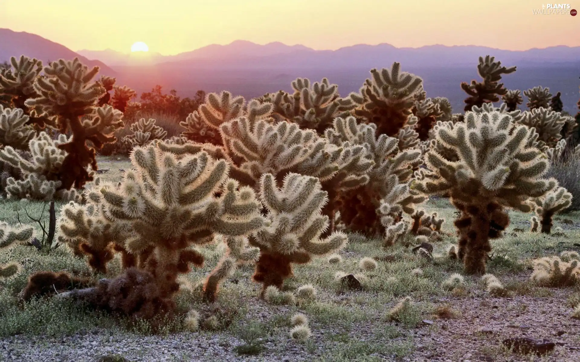 Cactus, rays, sun, Mountains