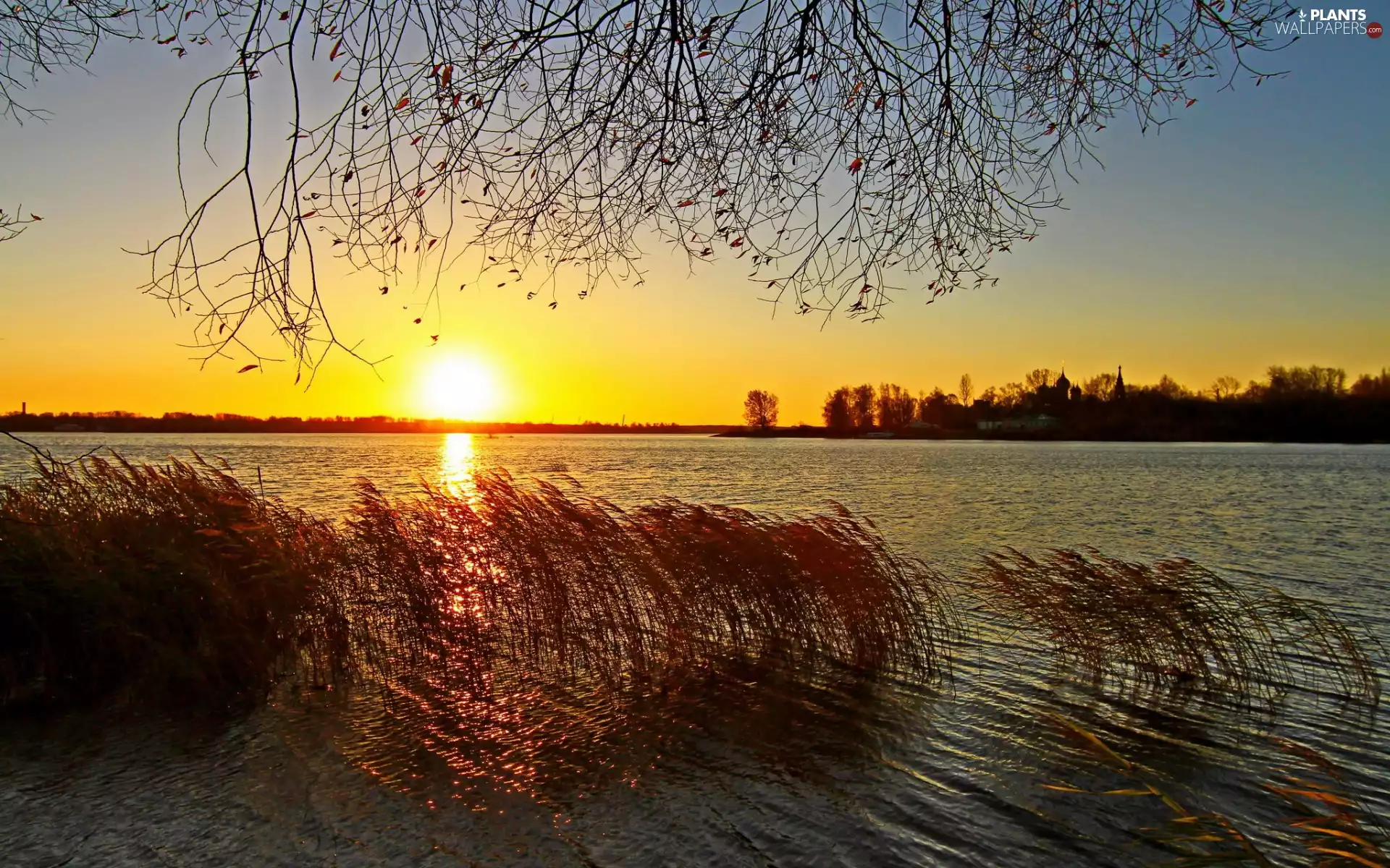 trees, lake, east, sun, viewes, cane