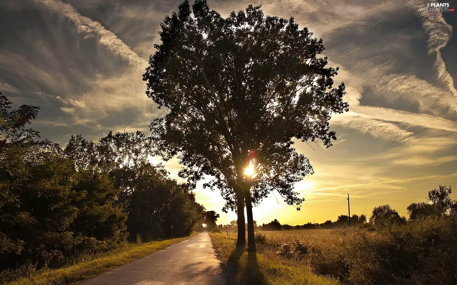Way, Sky, rays, sun, trees, clouds