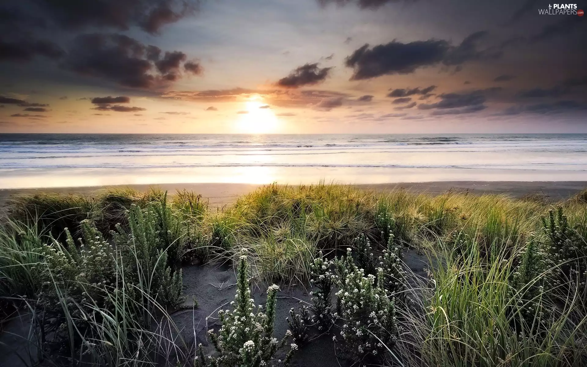 east, sun, coast, grass, sea