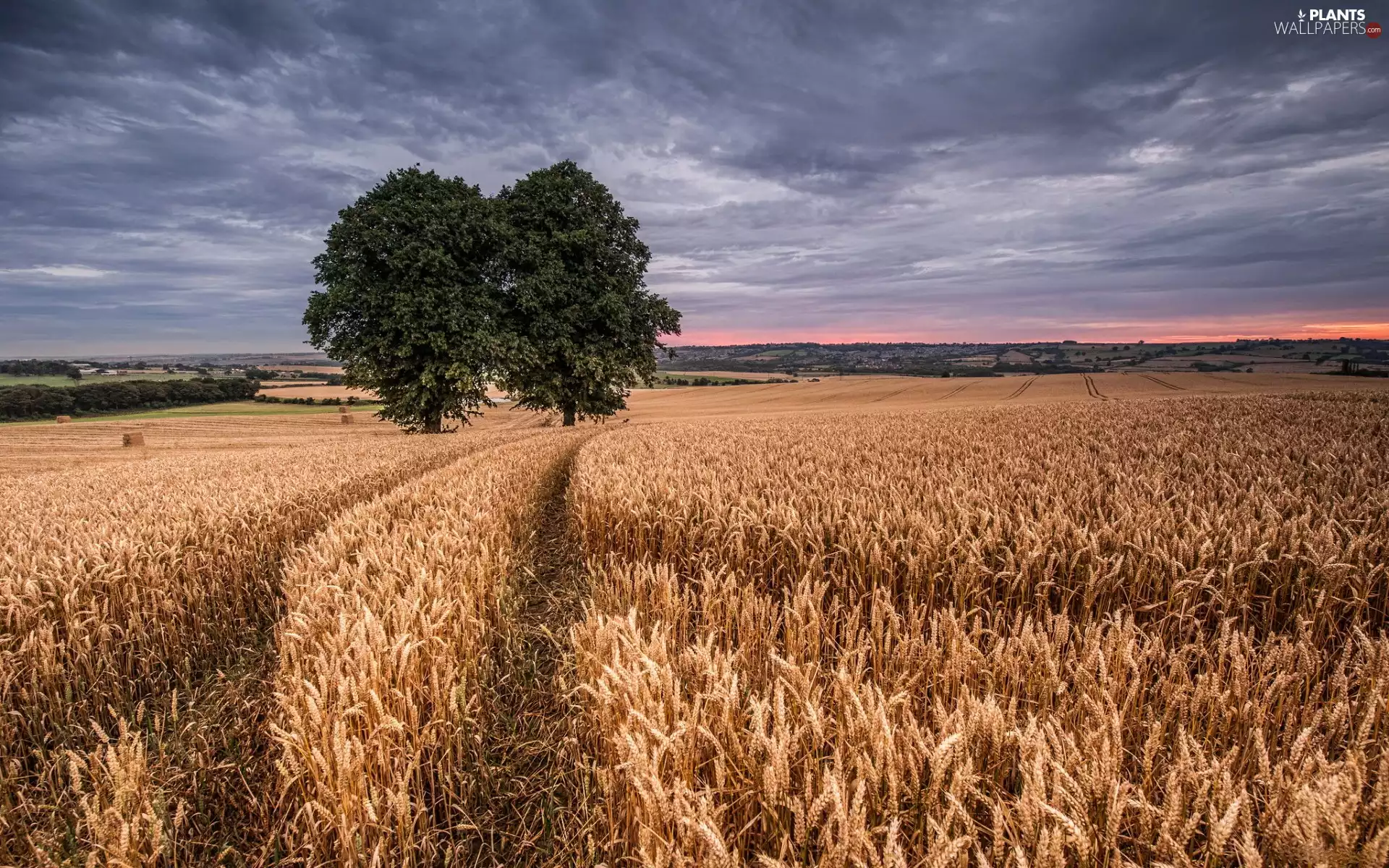 trees, Field, west, sun, Sky, corn