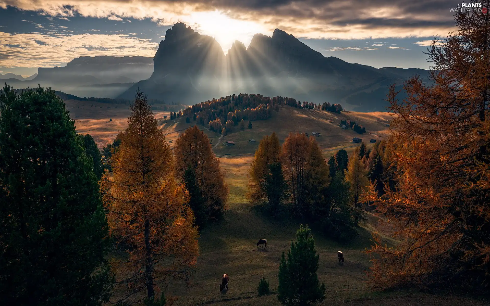 viewes, trees, Cows, rays, Hill, clouds, dawn, autumn, Italy, sun, Dolomites, Mountains