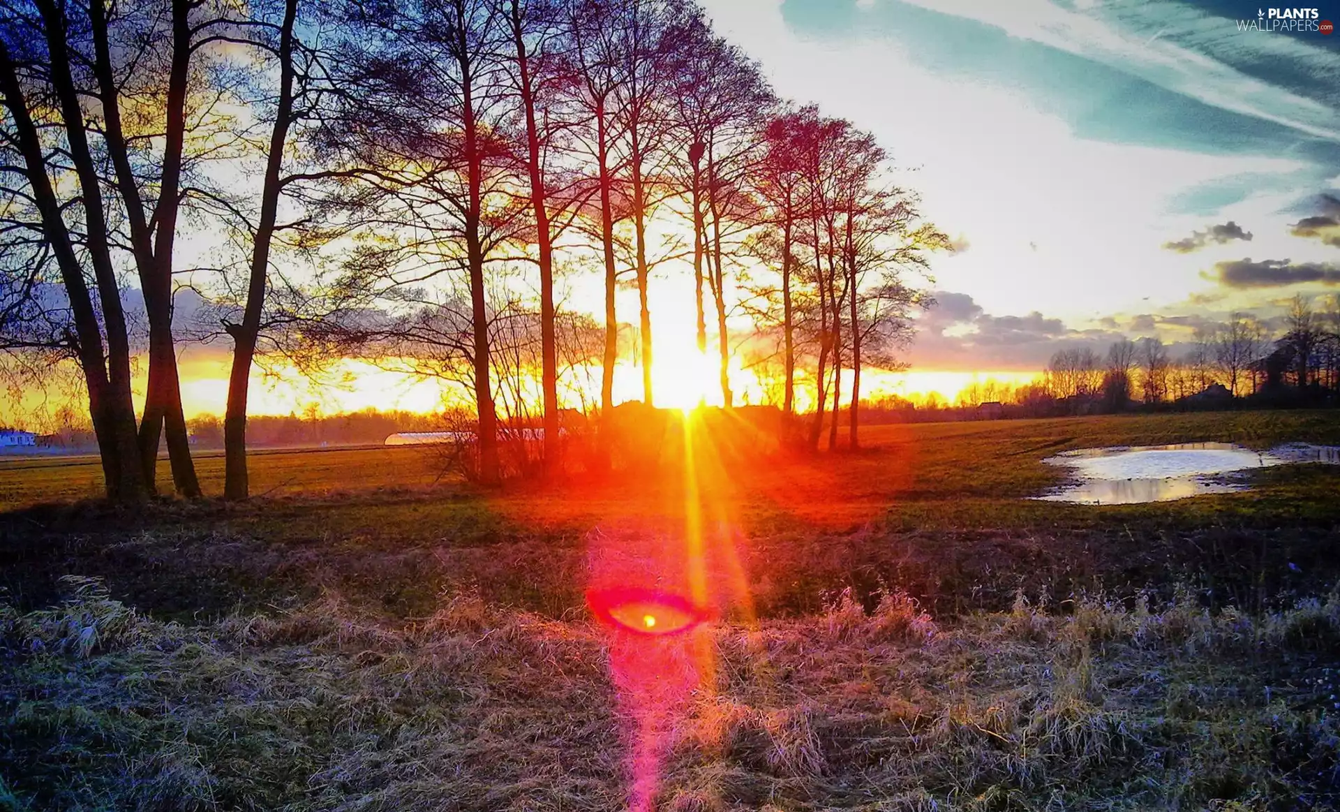 viewes, White frost, sun, trees, east