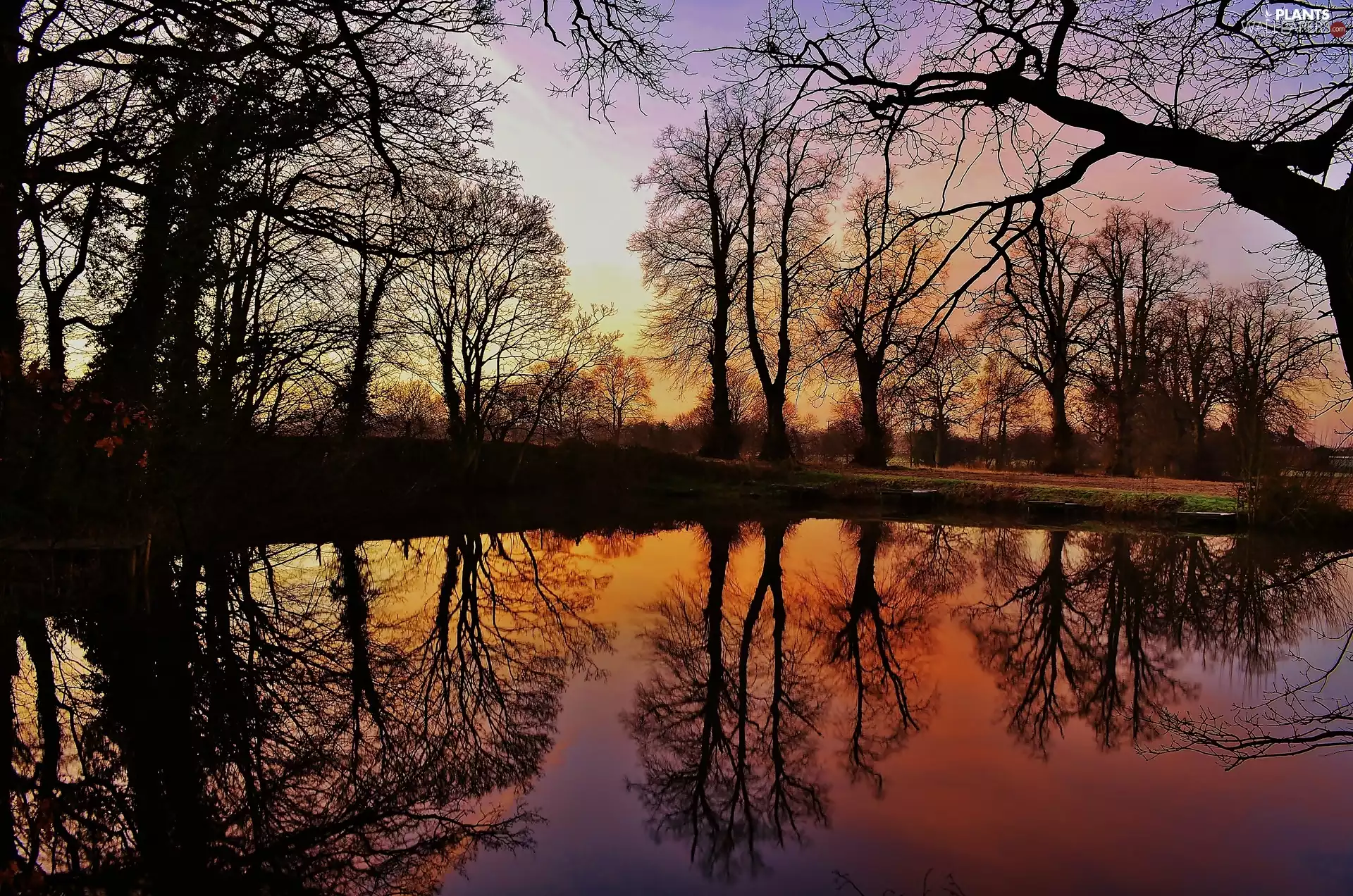 sun, trees, lake, luminosity, reflection, dawn, viewes, shadow, flash, ligh