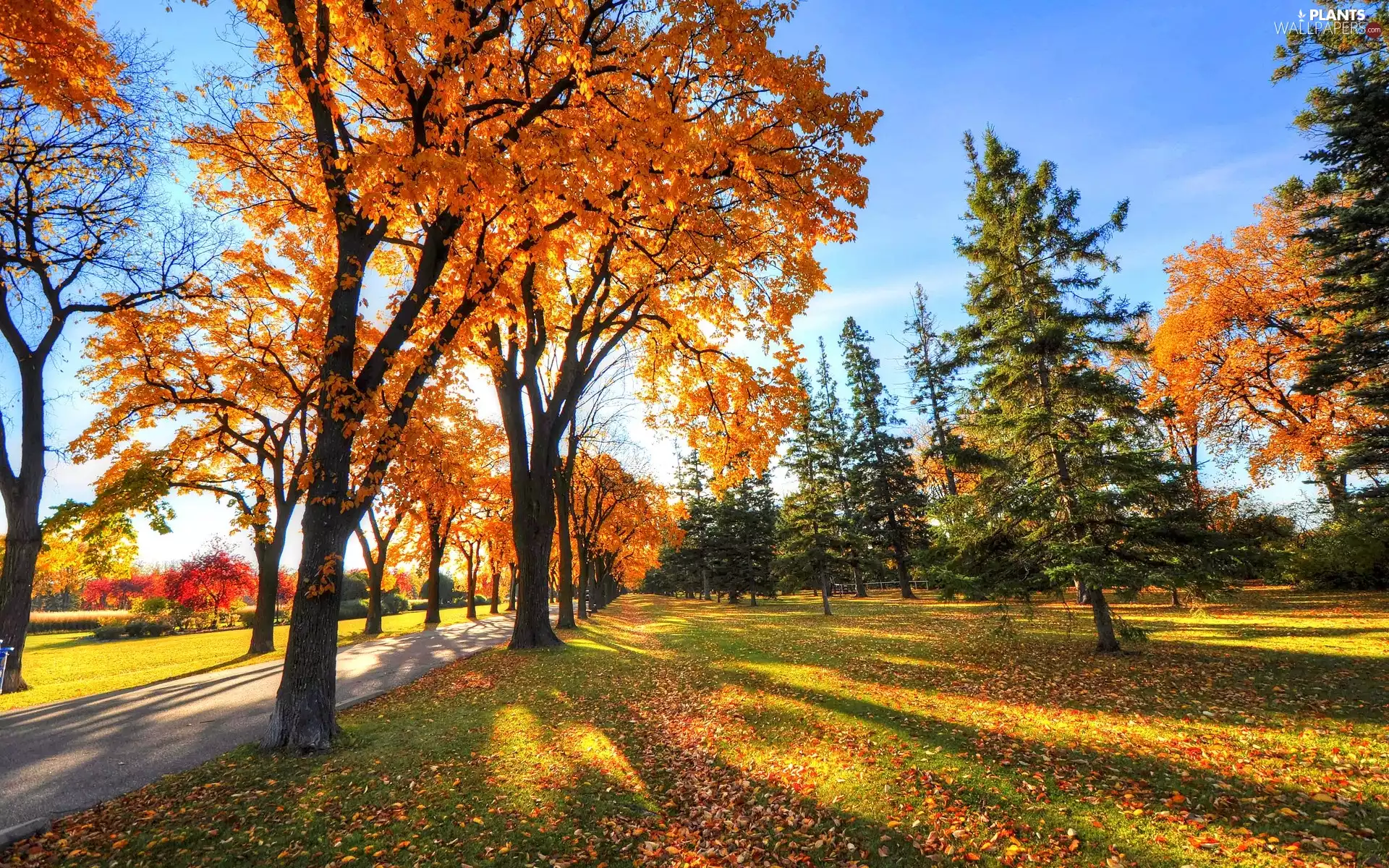 sun, trees, Leaf, luminosity, Przebijające, Way, viewes, autumn, flash, ligh