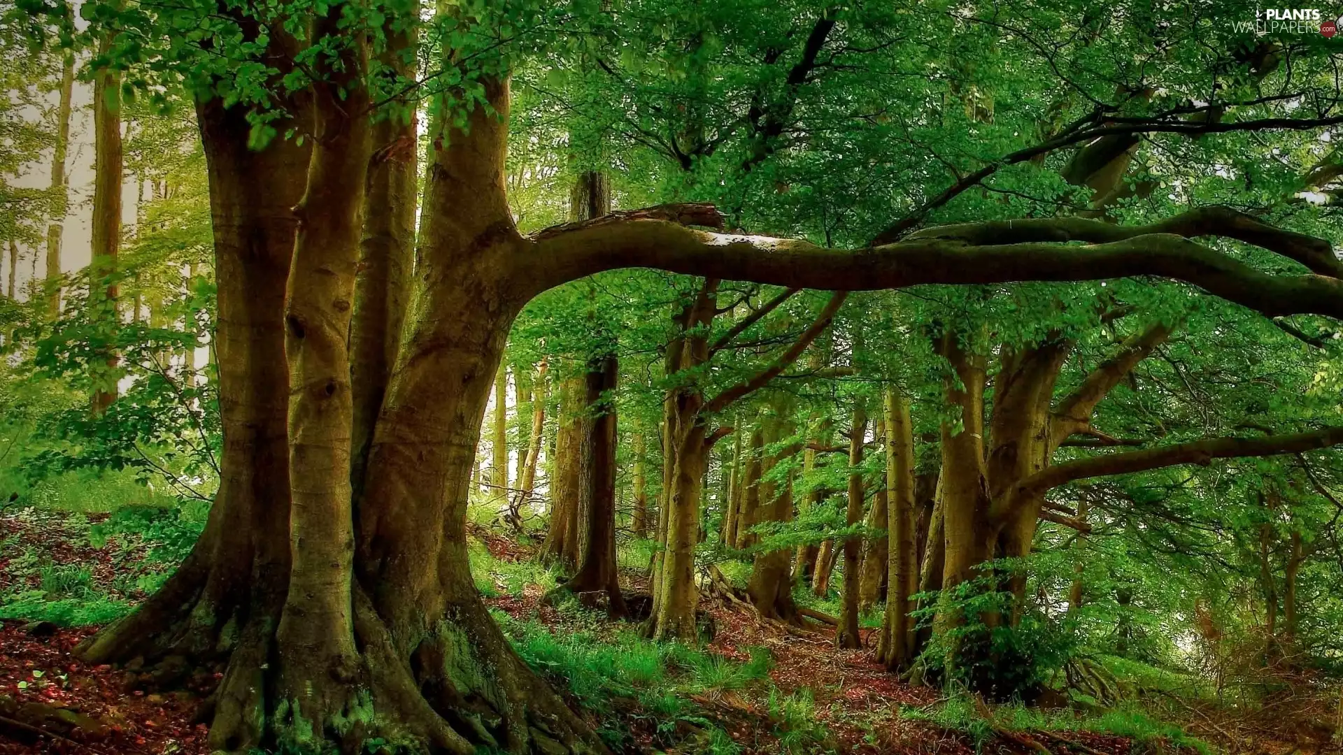 sun, trees, Path, luminosity, Przebijające, forest, viewes, Spring, flash, ligh