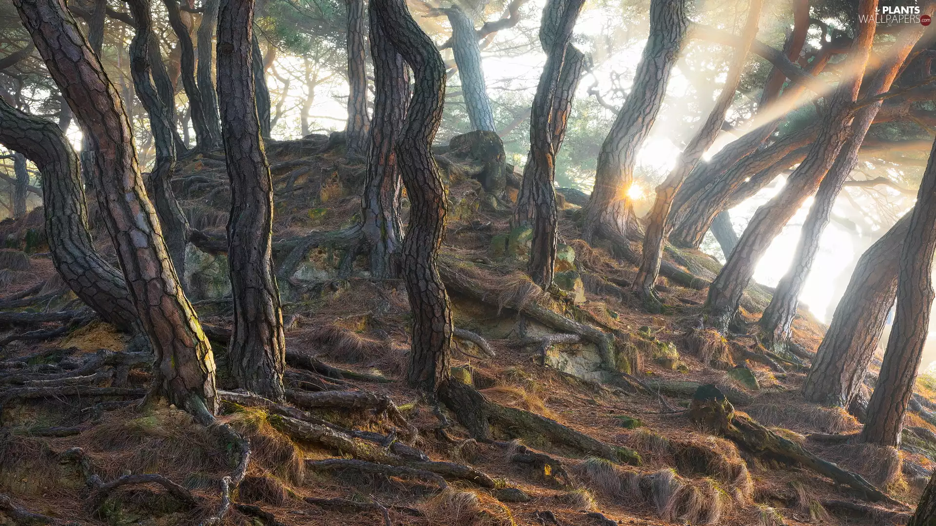 sun, trees, Stems, luminosity, pine, forest, viewes, sunny, flash, ligh