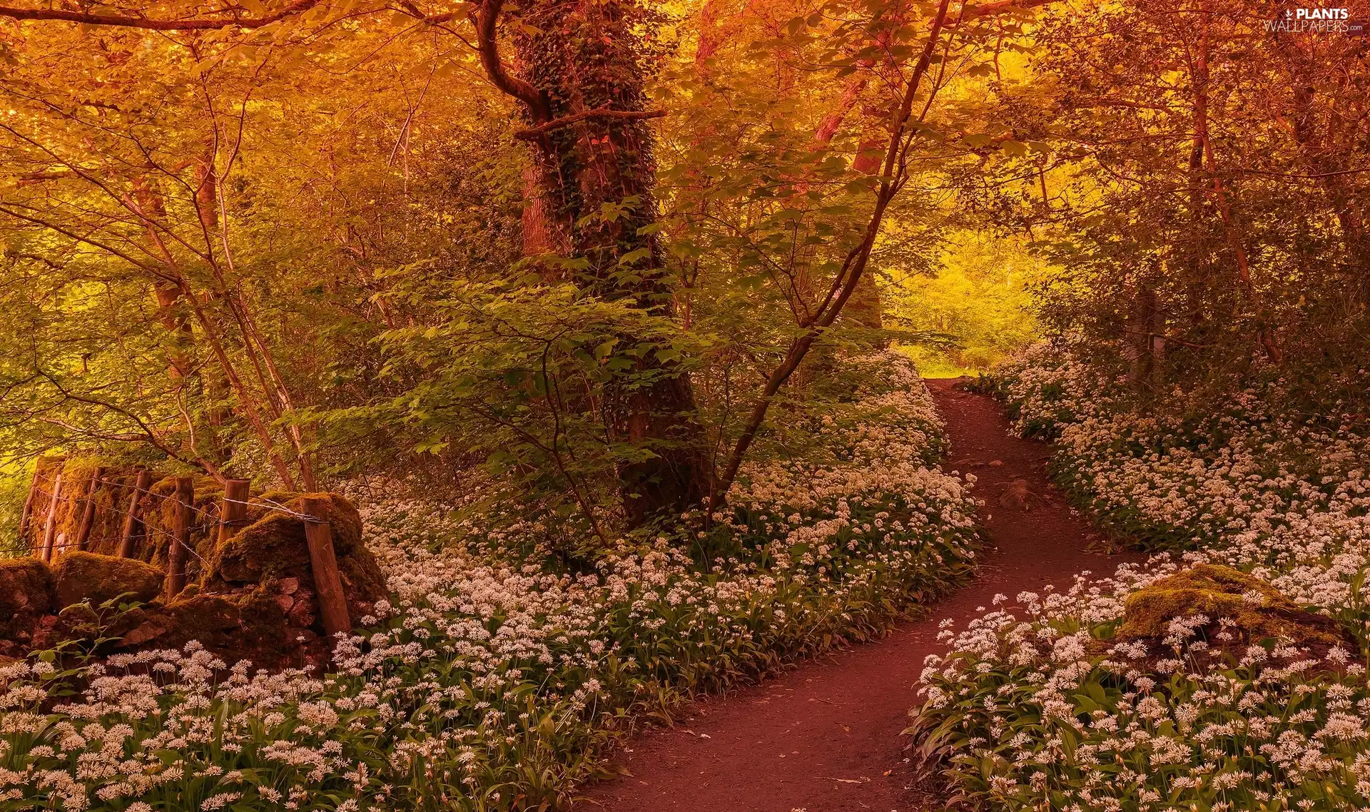 sun, Path, trees, luminosity, viewes, forest, Flowers, Spring, flash, ligh