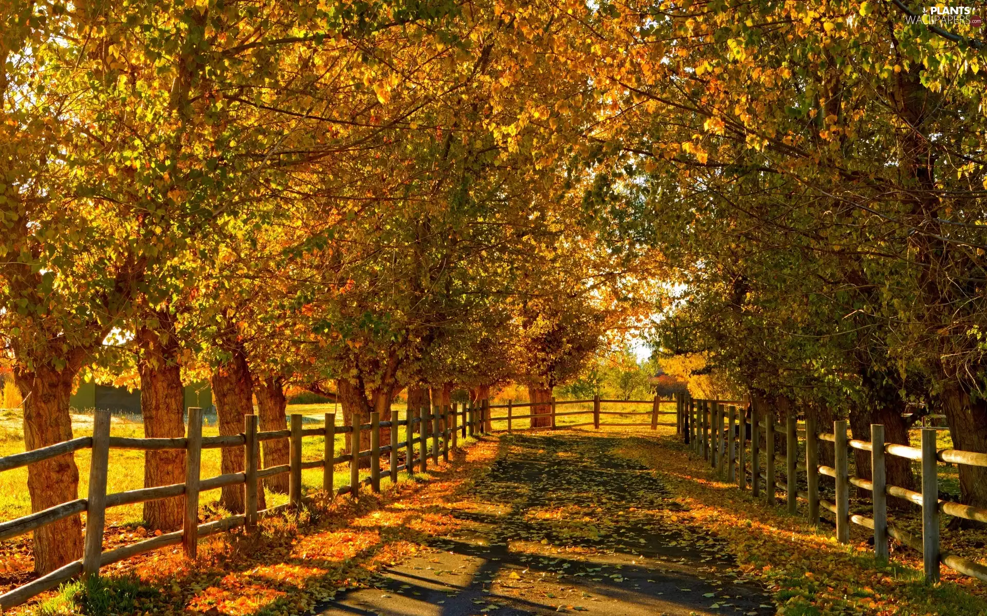 sun, fence, viewes, luminosity, Leaf, Way, trees, autumn, flash, ligh