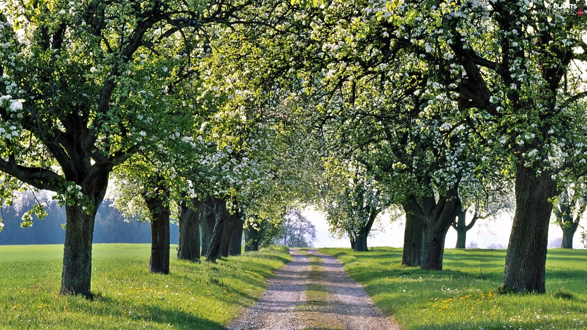 sun, flourishing, viewes, luminosity, medows, Way, trees, shadow, flash, ligh