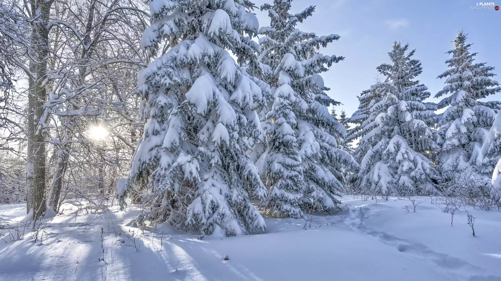sun, Snowy, viewes, luminosity, winter, forest, trees, sun, flash, ligh