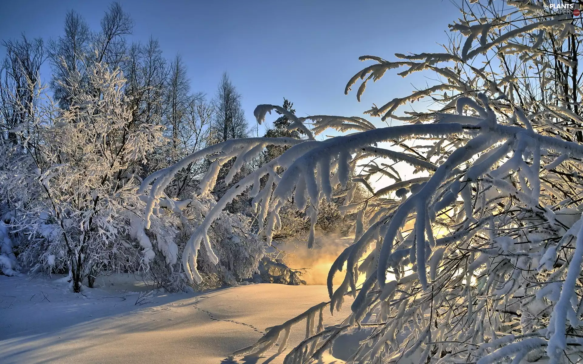sun, Snowy, viewes, luminosity, Przebijające, forest, trees, winter, flash, ligh