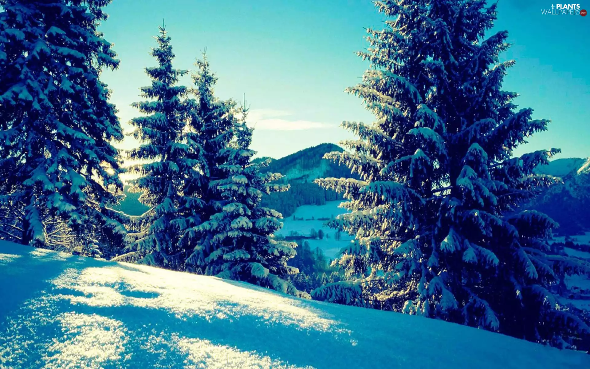 sun, woods, viewes, luminosity, Przebijające, Mountains, trees, winter, flash, ligh