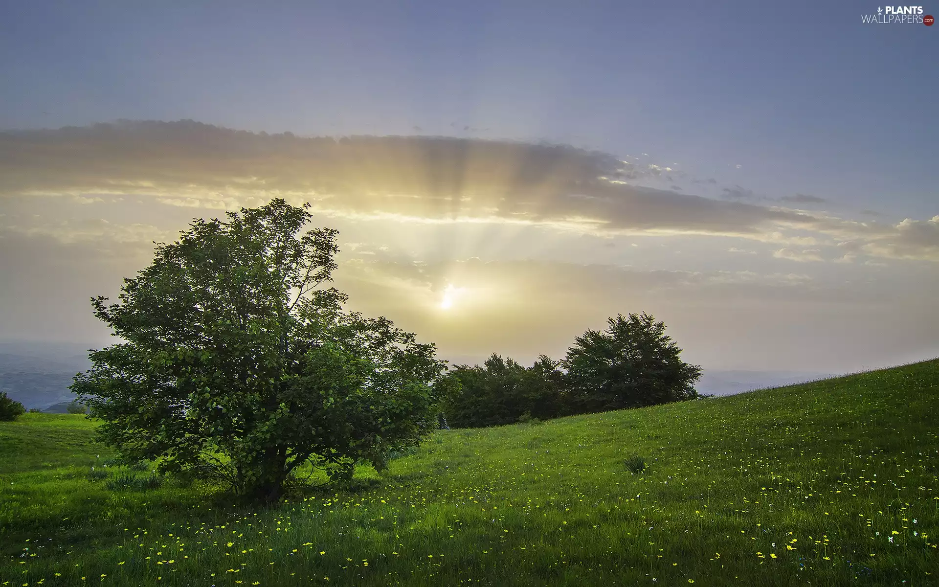 trees, Meadow, rays, sun, viewes, Flowers