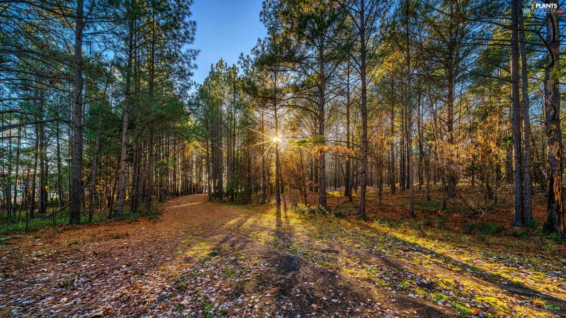 viewes, autumn, forest, trees, rays of the Sun