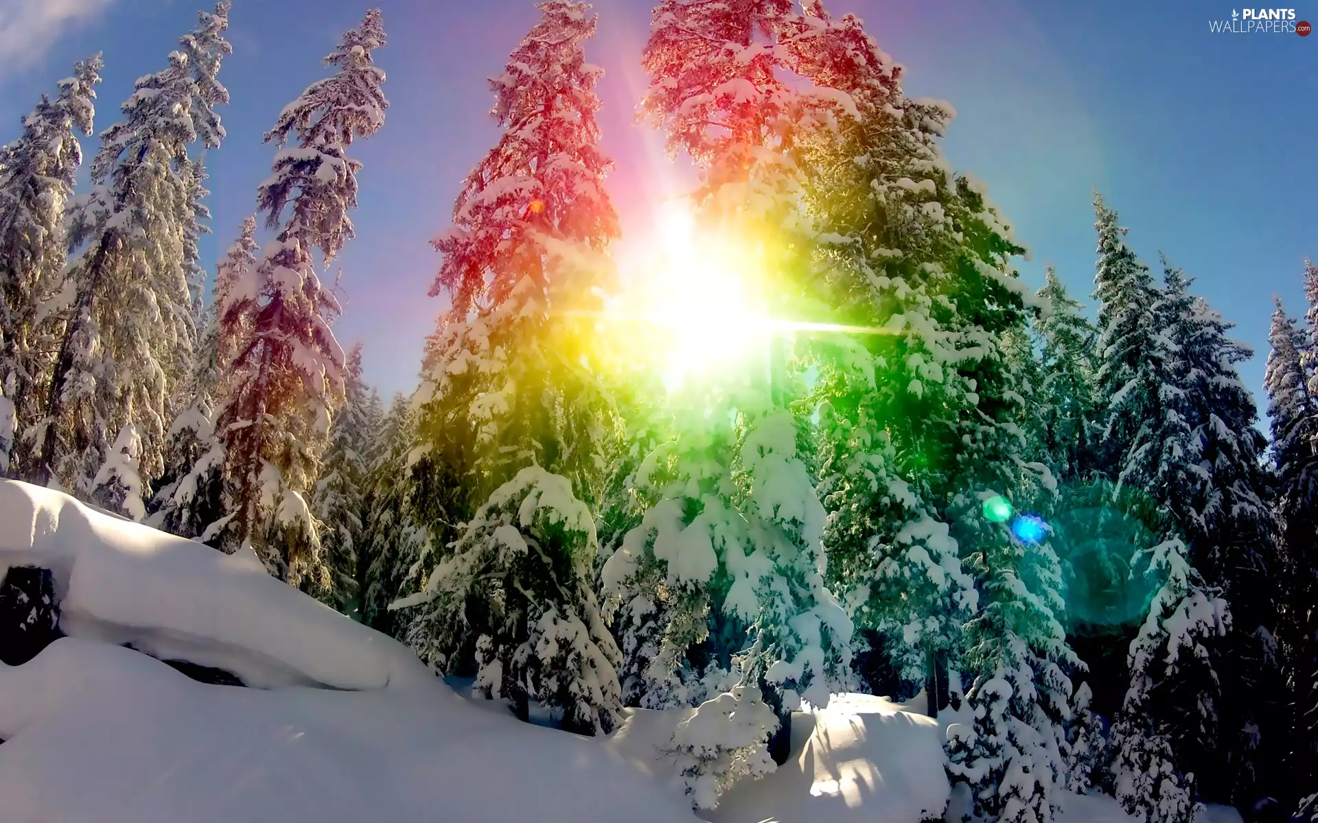 Przebijające, sun, forest, snow, coniferous