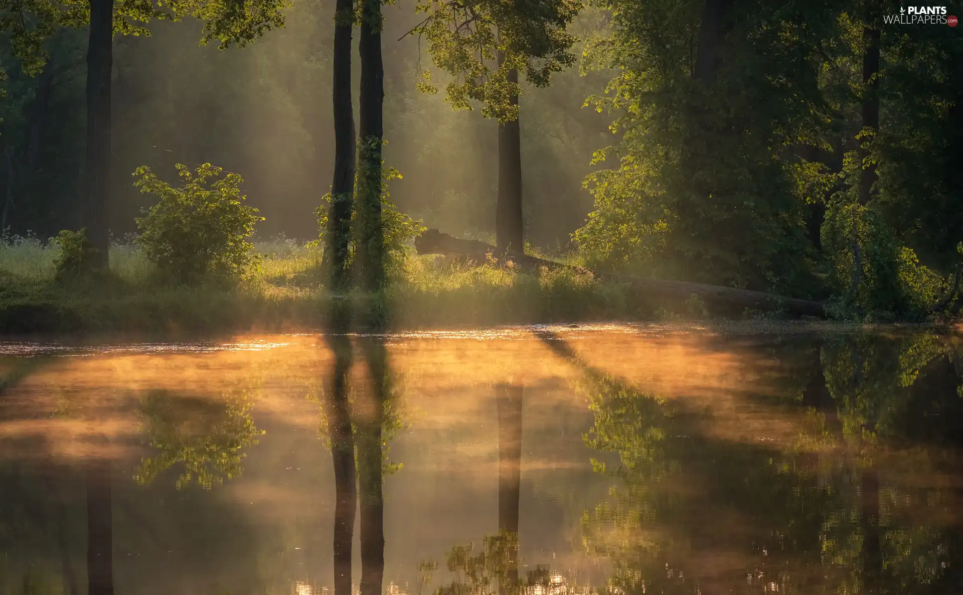 trees, illuminated, forest, sun, River, viewes, reflection