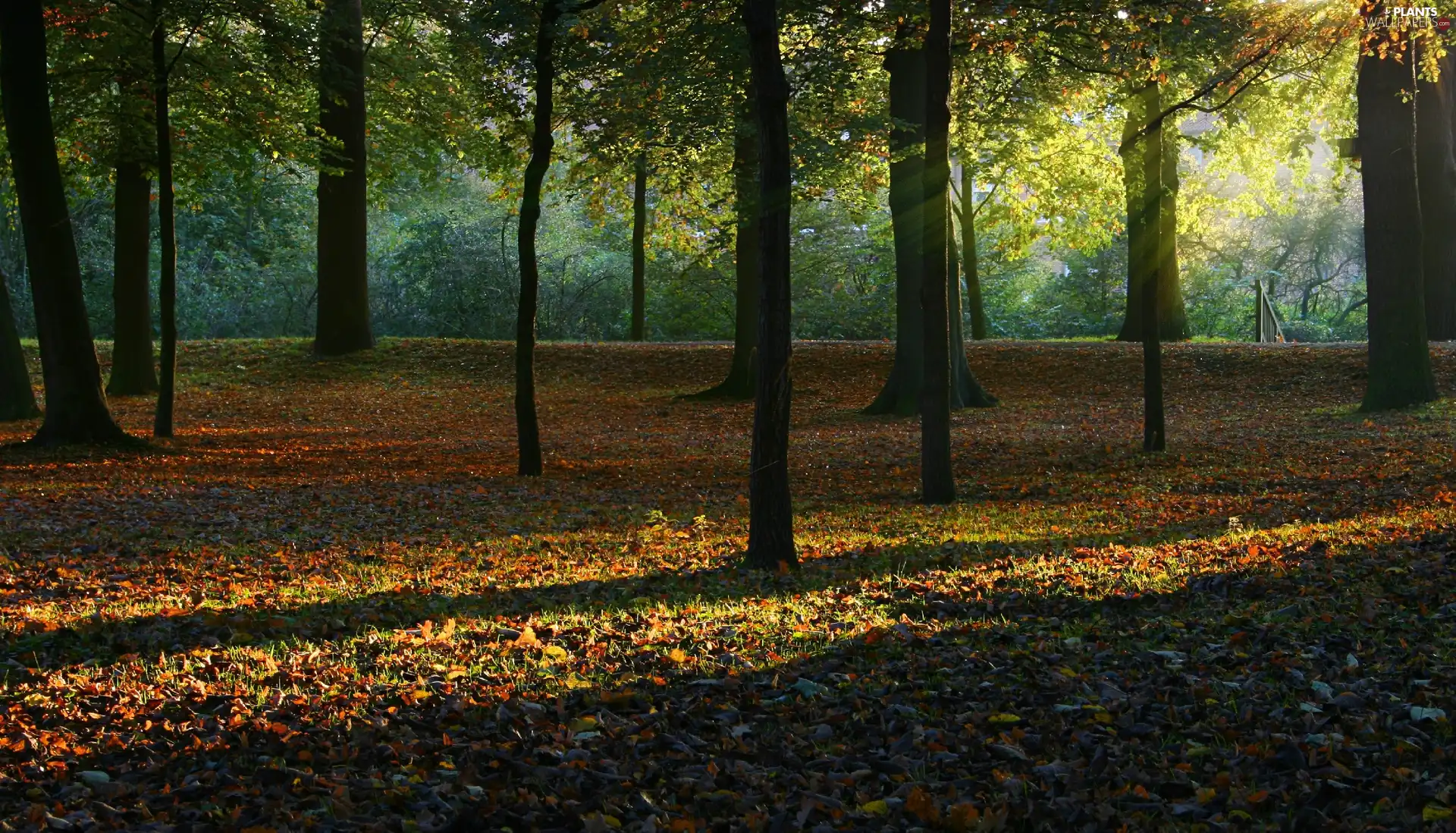 forest, rays, sun, Przebijające