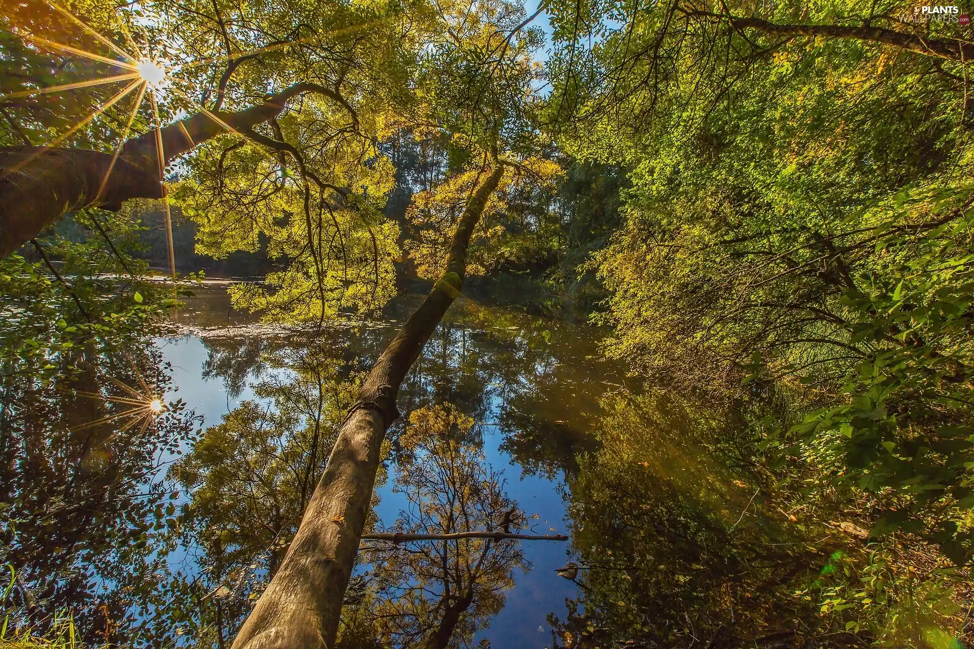 rays of the Sun, lake, forest