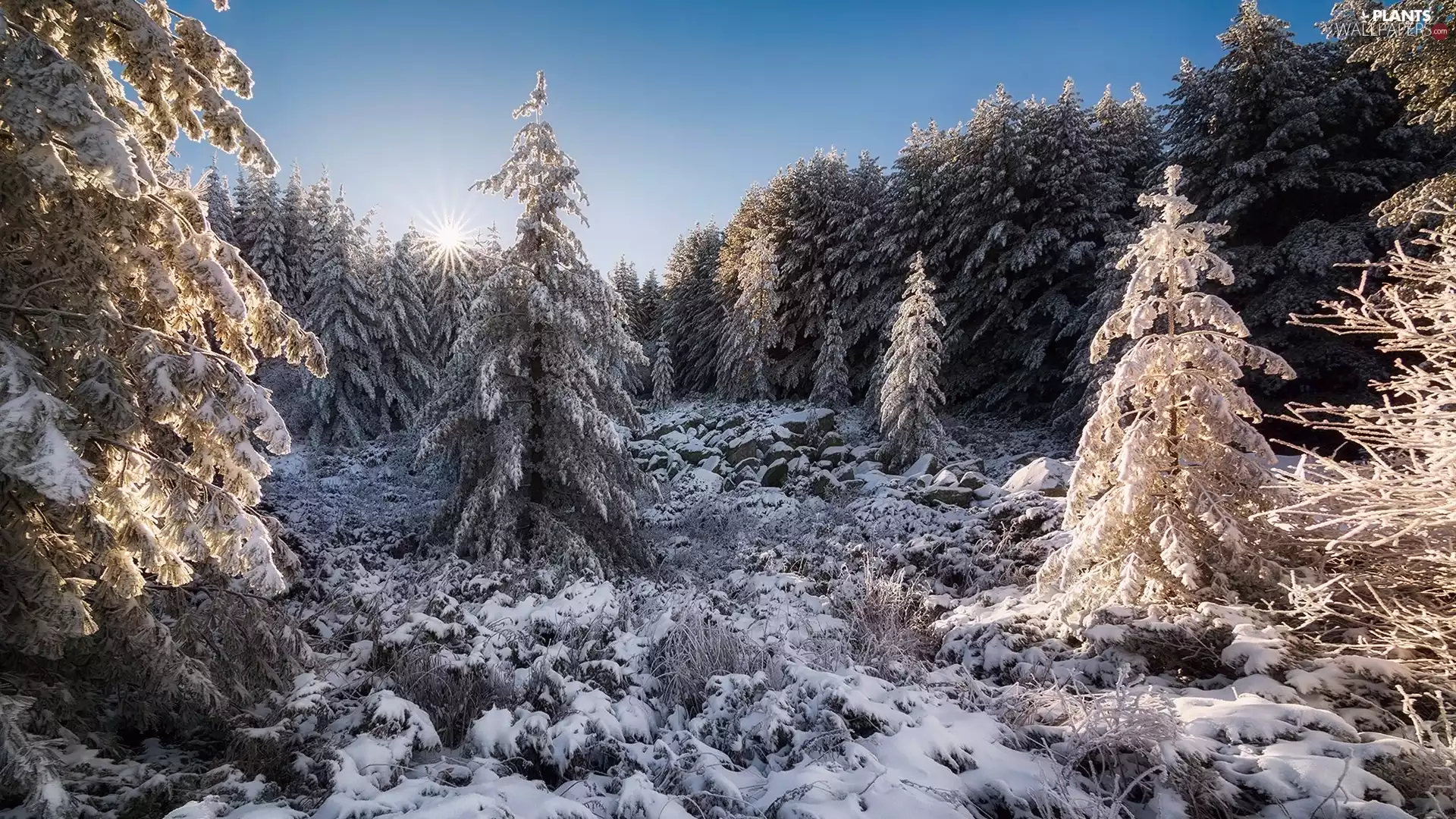 rays, sun, forest, Spruces, winter