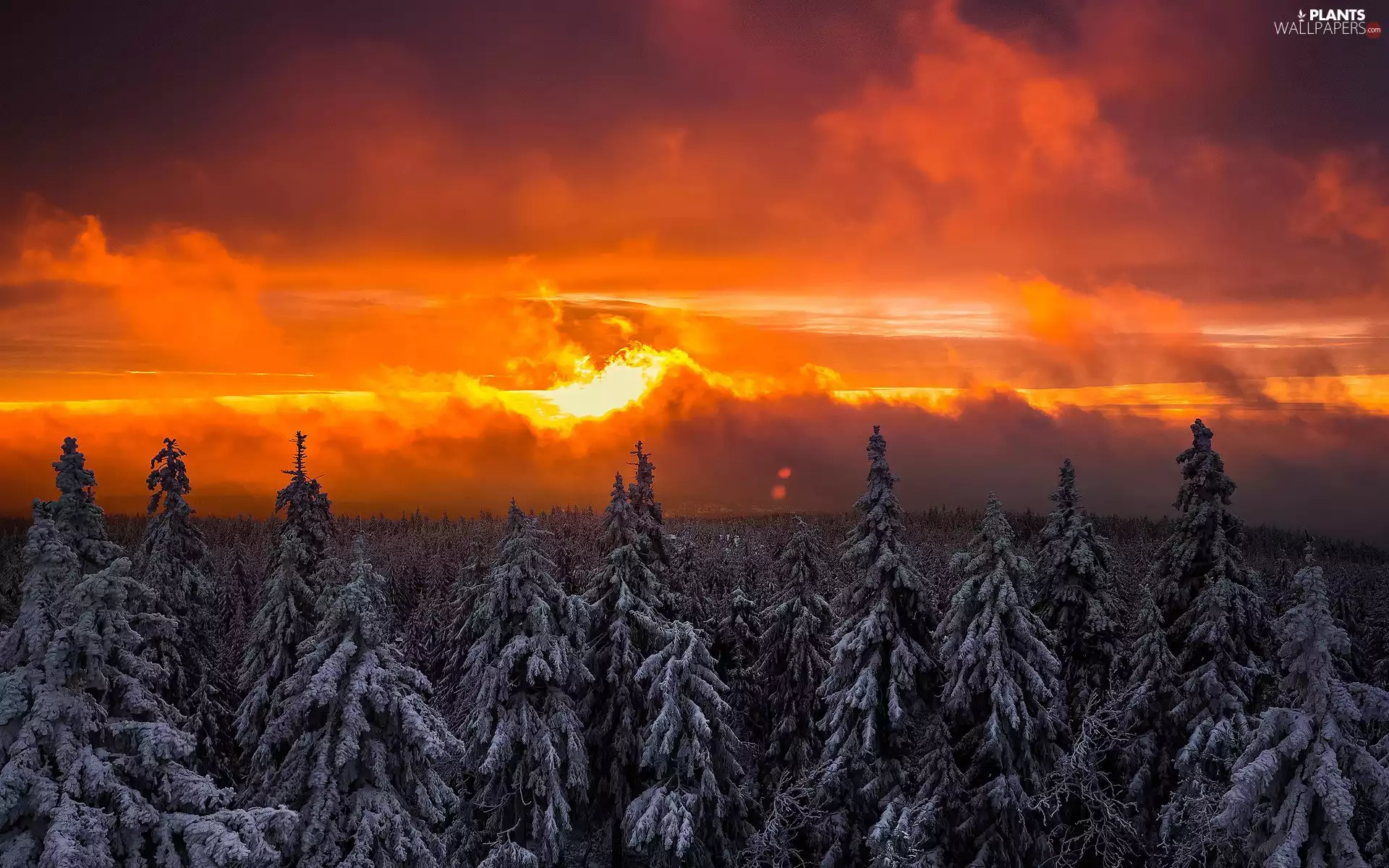 west, sun, forest, Spruces, winter