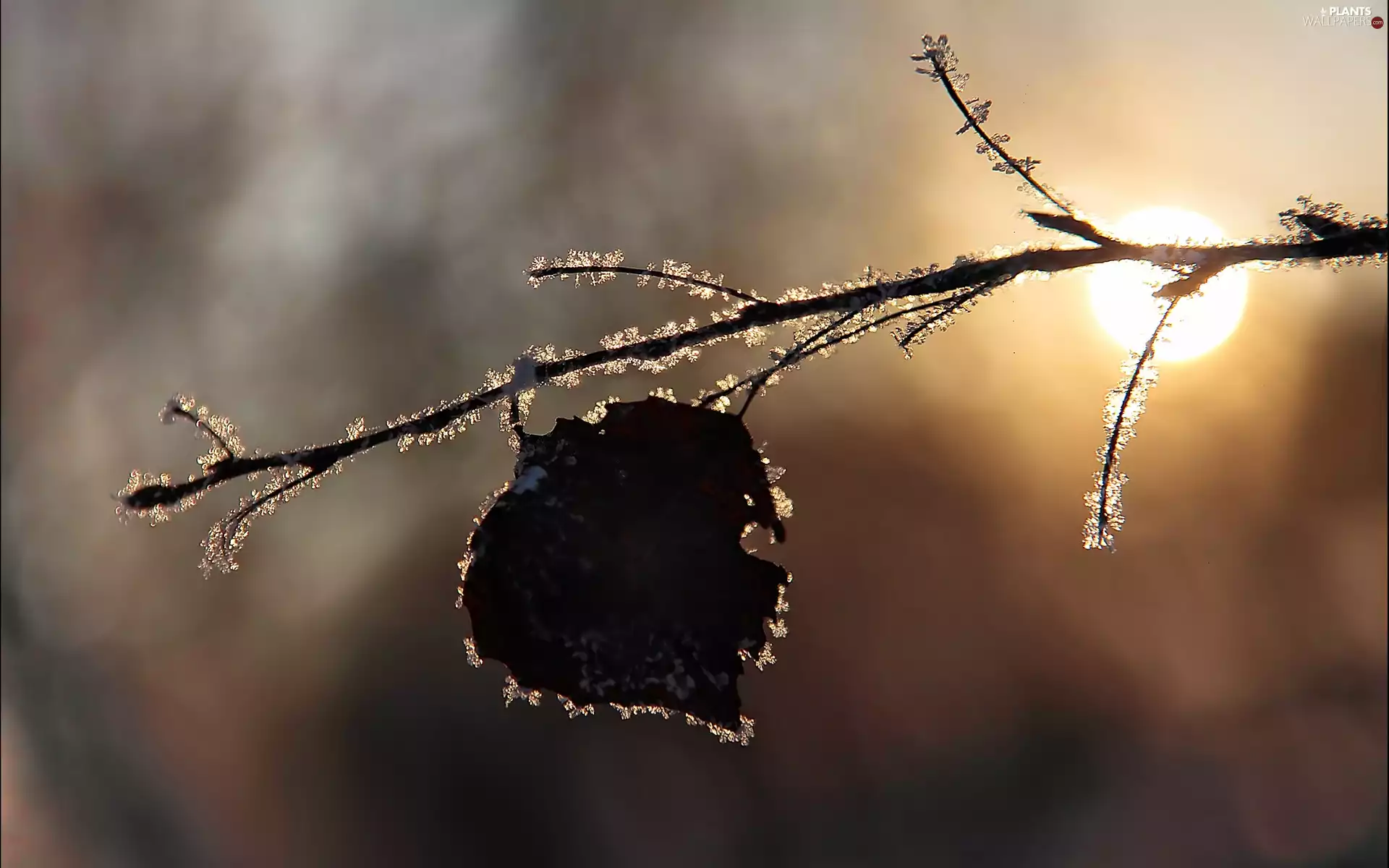 west, sun, frostbitten, leaf, twig