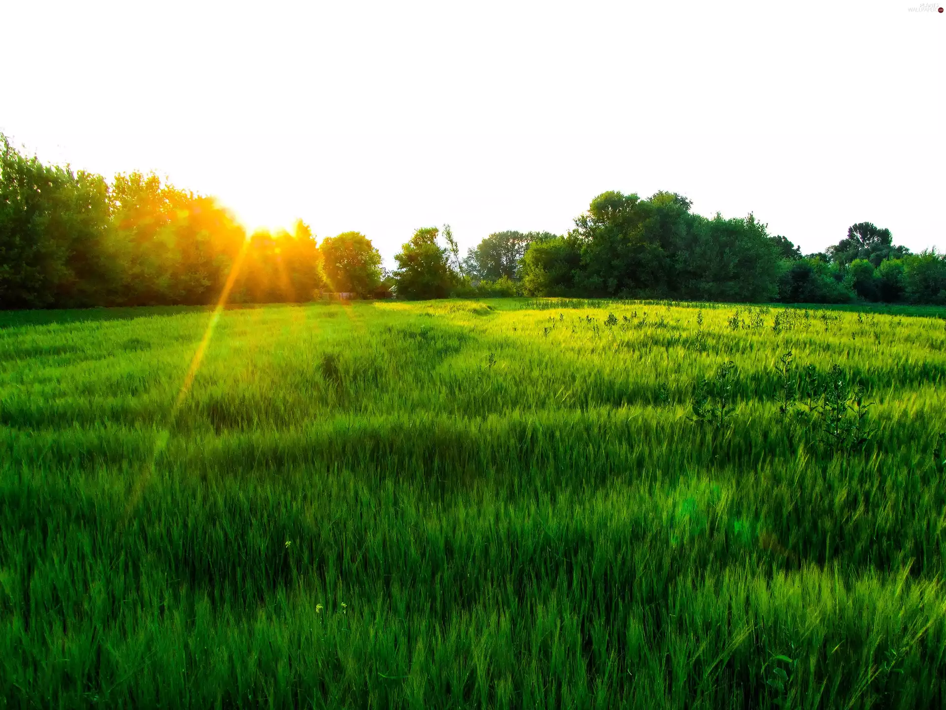trees, Meadow, rays, sun, viewes, grass