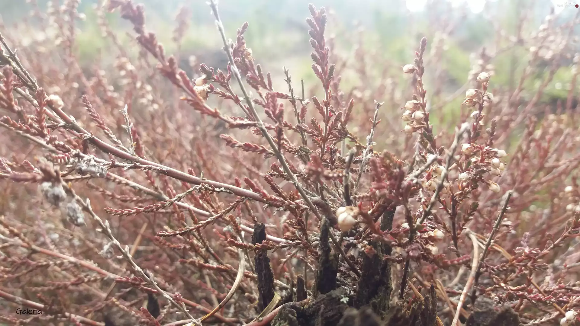 rays, sun, heather, stems, dry