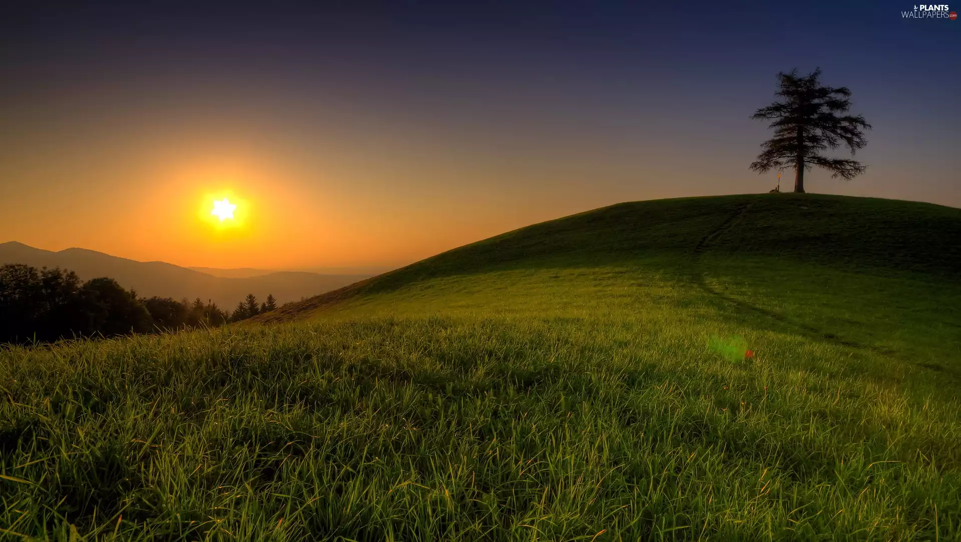 grass, Mountains, Meadow, sun, trees, Hill