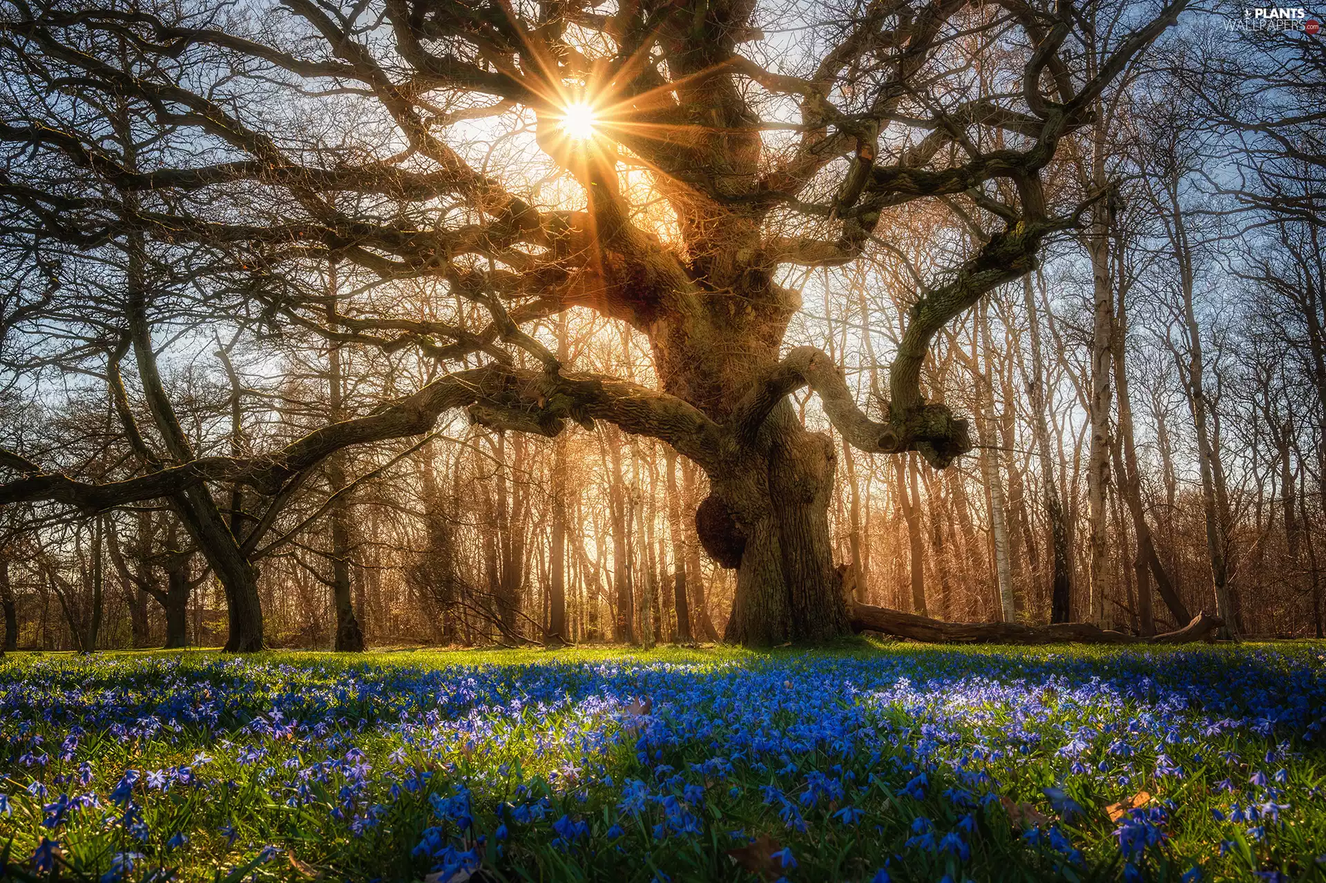 trees, car in the meadow, Flowers, rays of the Sun, Blue, spreading