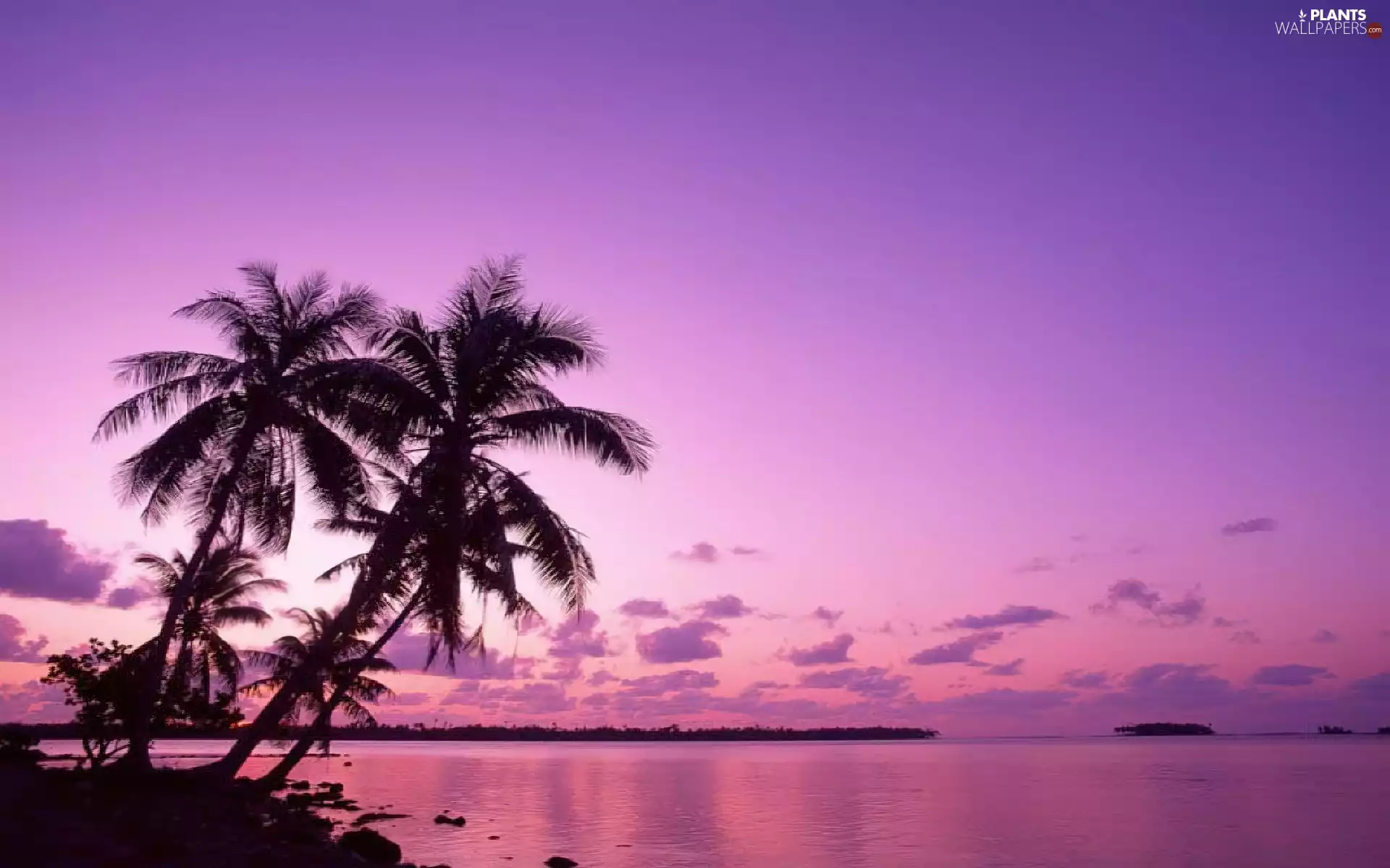 west, sun, Island, Palms, sea