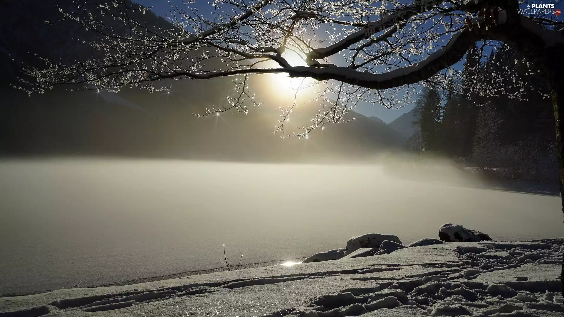 trees, winter, Fog, sun, snow, lake