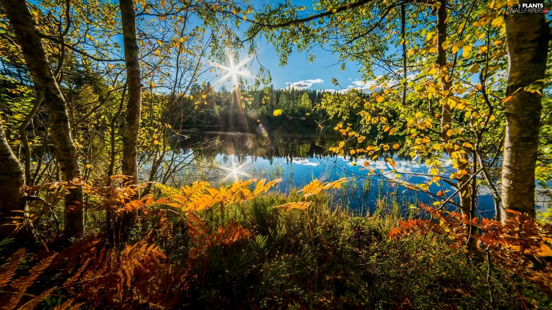 trees, autumn, rays, sun, viewes, lake