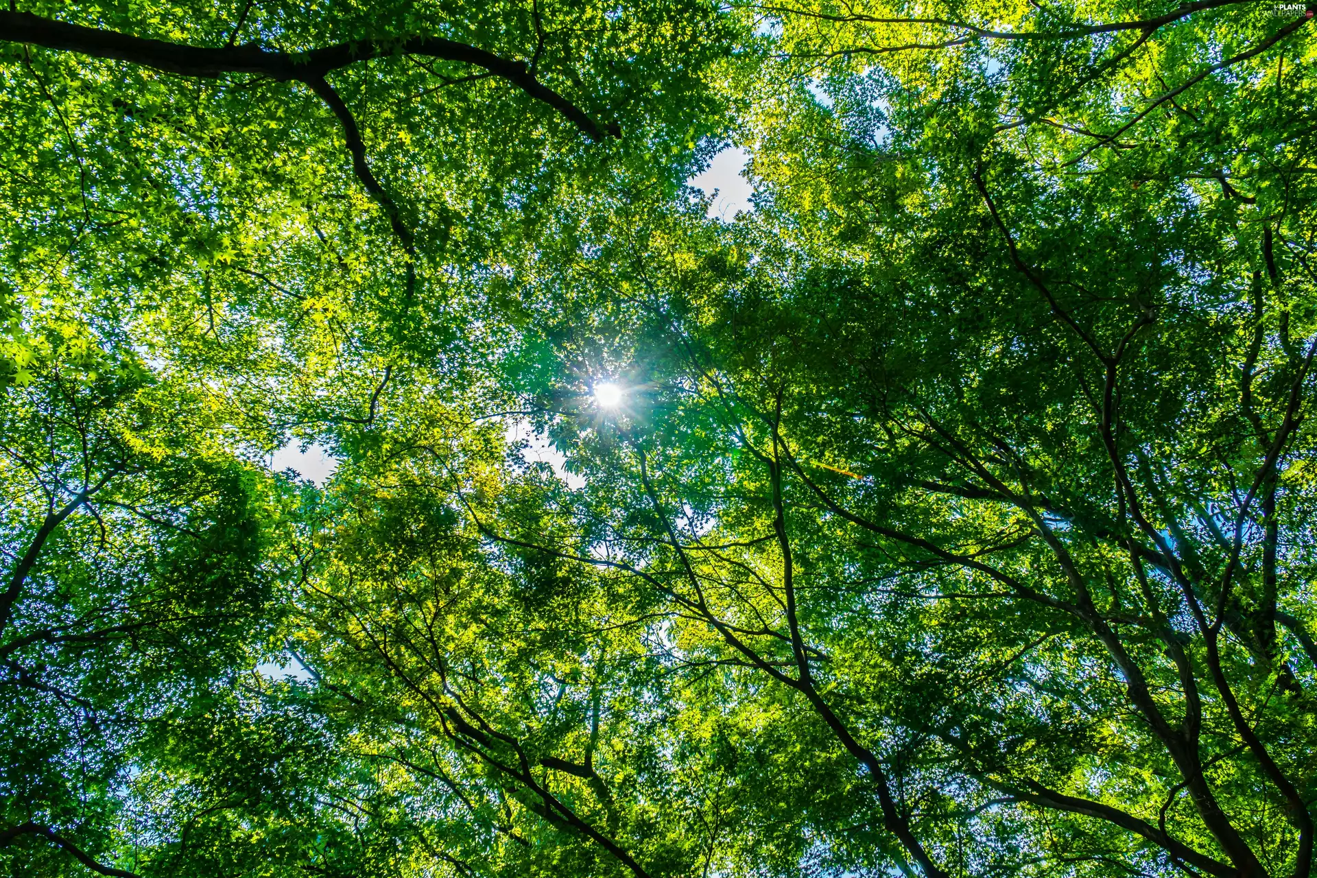 trees, forest, Leaf, sun, viewes, green ones