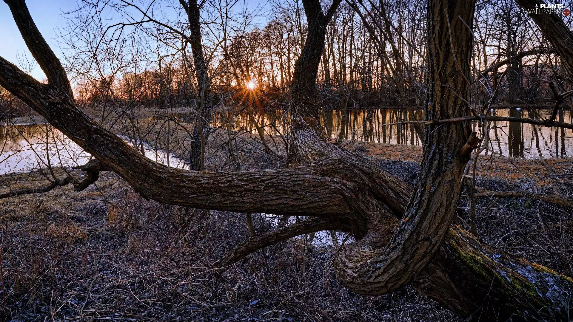 viewes, sun, leafless, trees, Ponds
