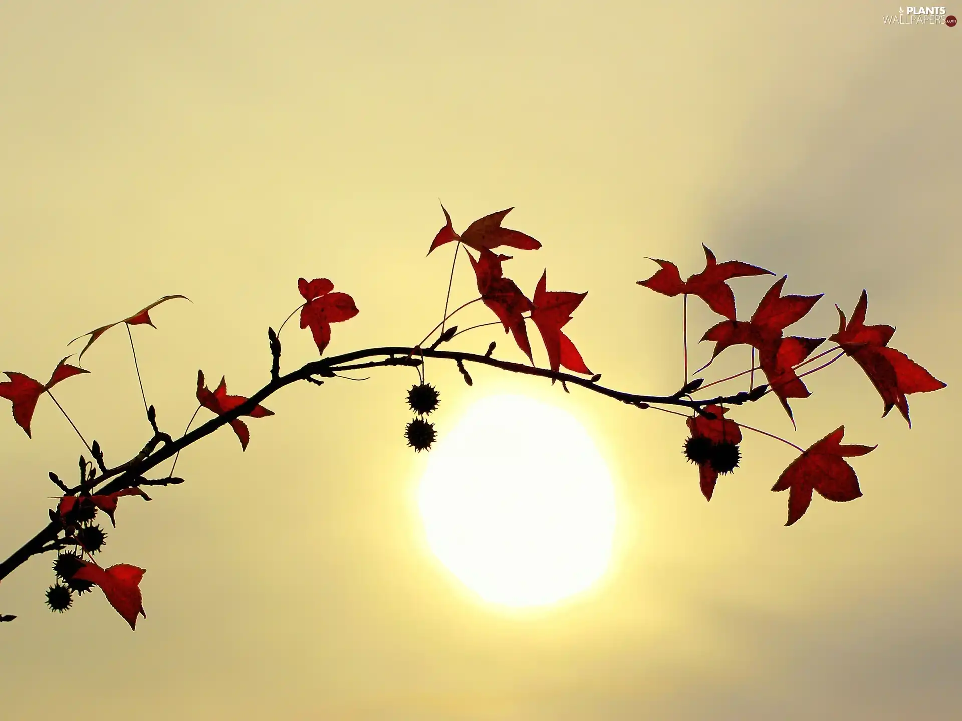 sun, twig, leaves