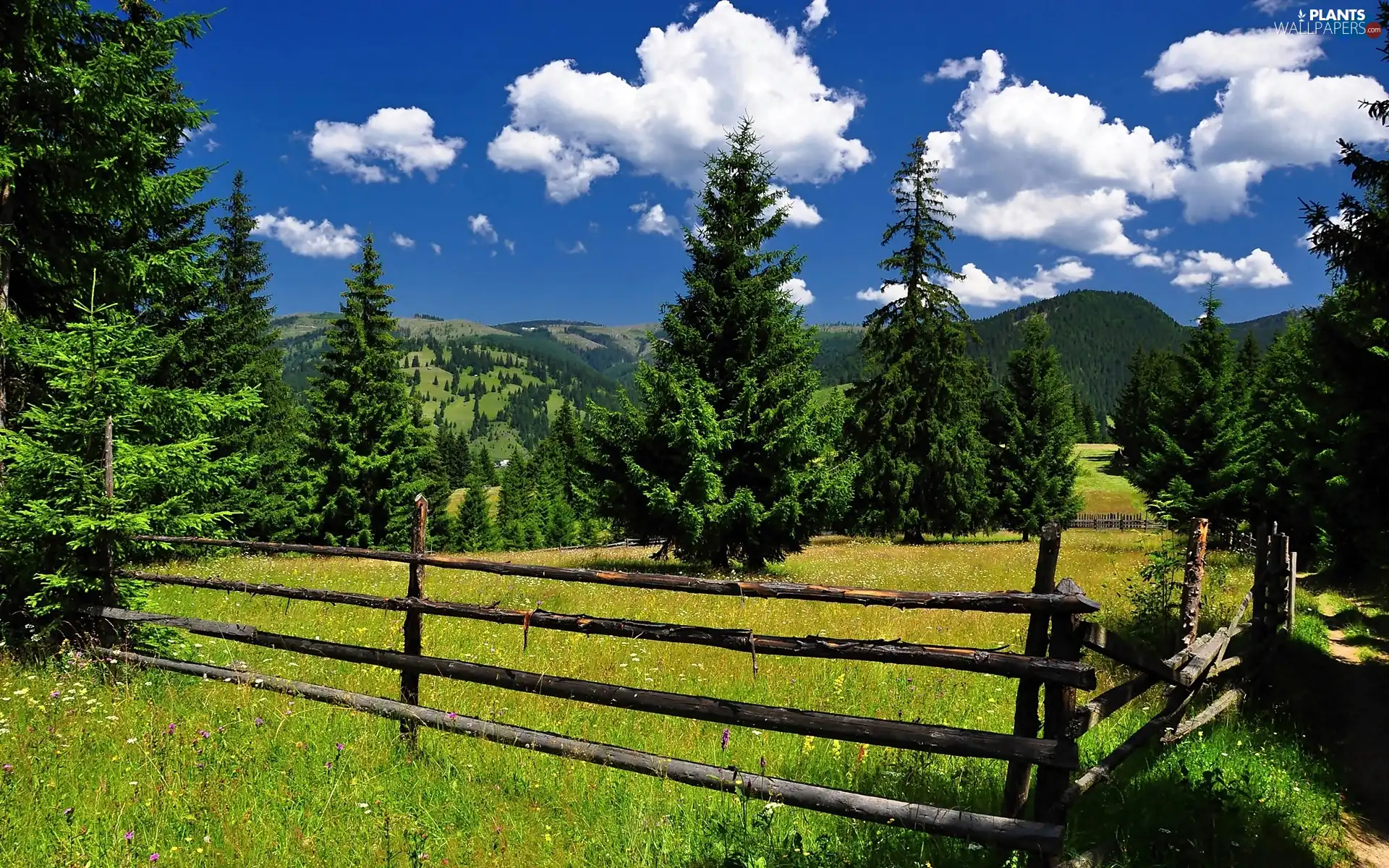 Spruces, Mountains, clouds, fence, sun, shadow, luminosity, medows, woods, flash, ligh