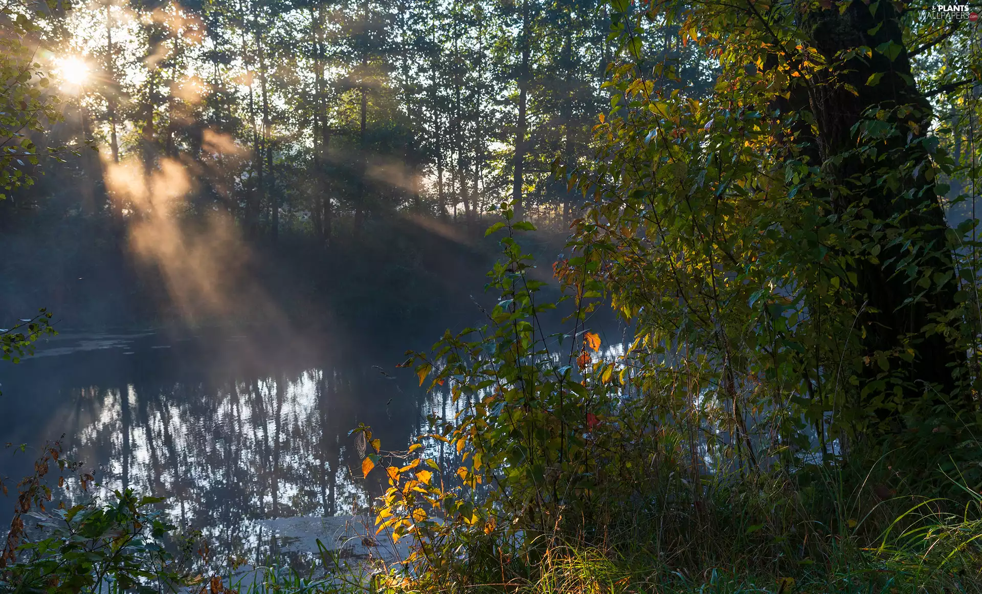 viewes, autumn, light breaking through sky, rays of the Sun, River, trees