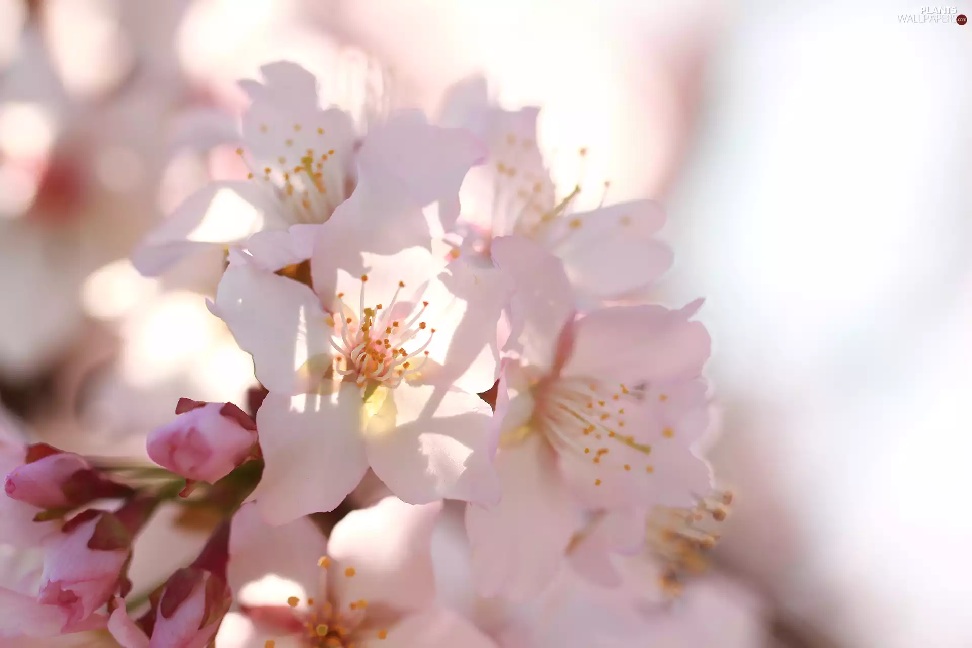 Pink, Flowers, luminosity, ligh, flash, fruit, trees, sun