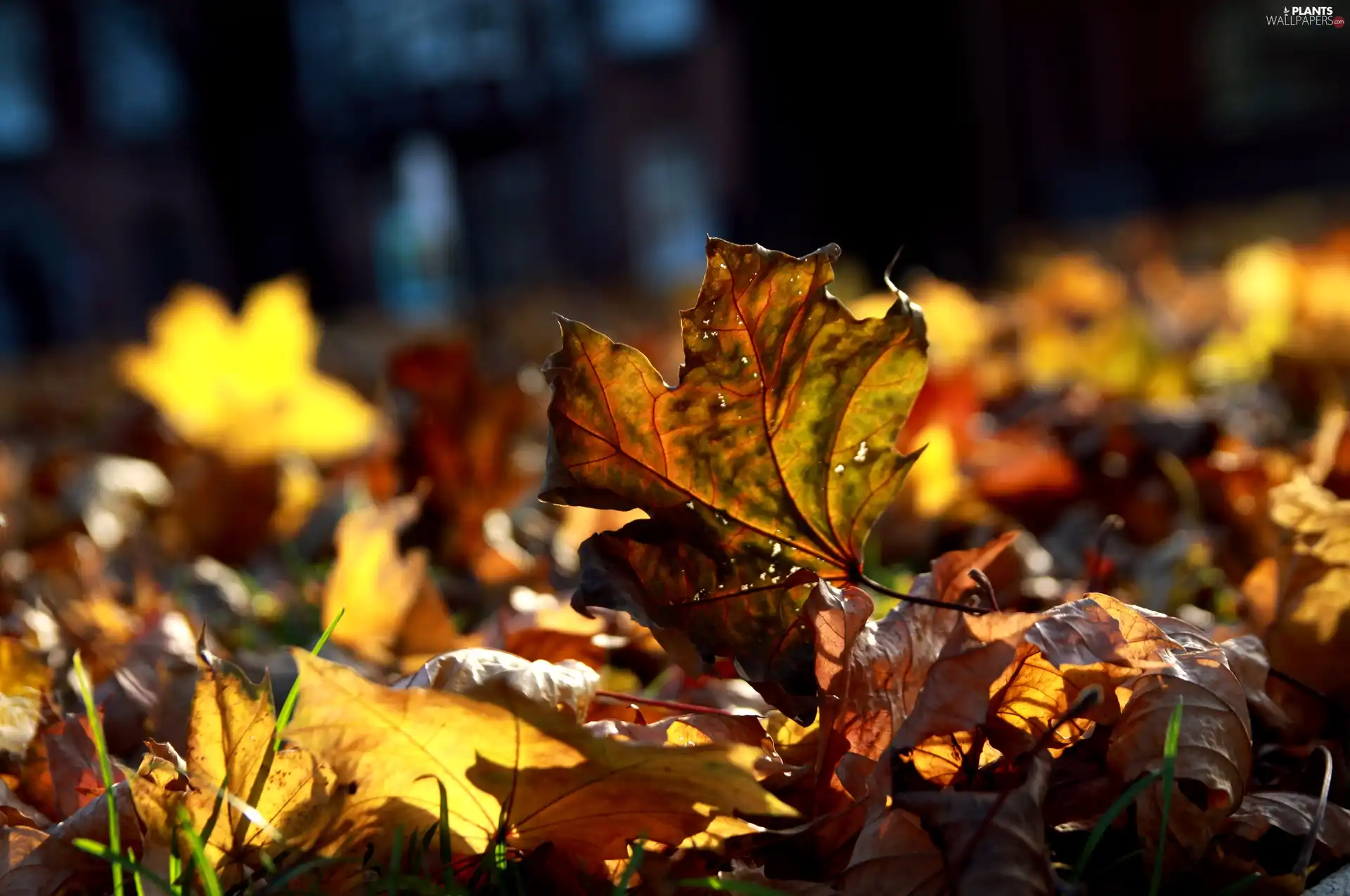 ligh, Leaf, flash, forest, Autumn, sun, luminosity