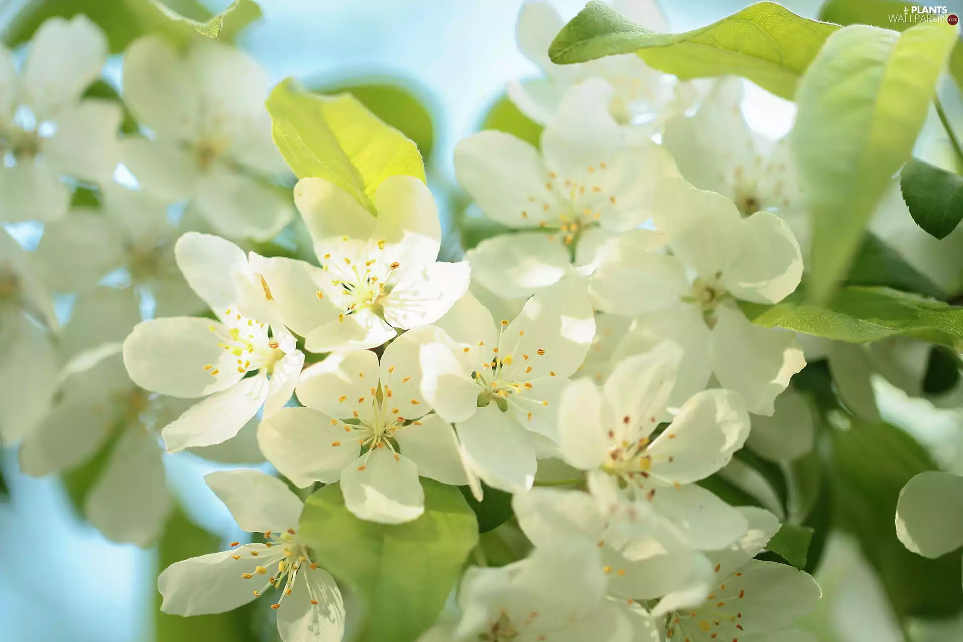 trees, fruit, luminosity, ligh, flash, Flowers, White, sun