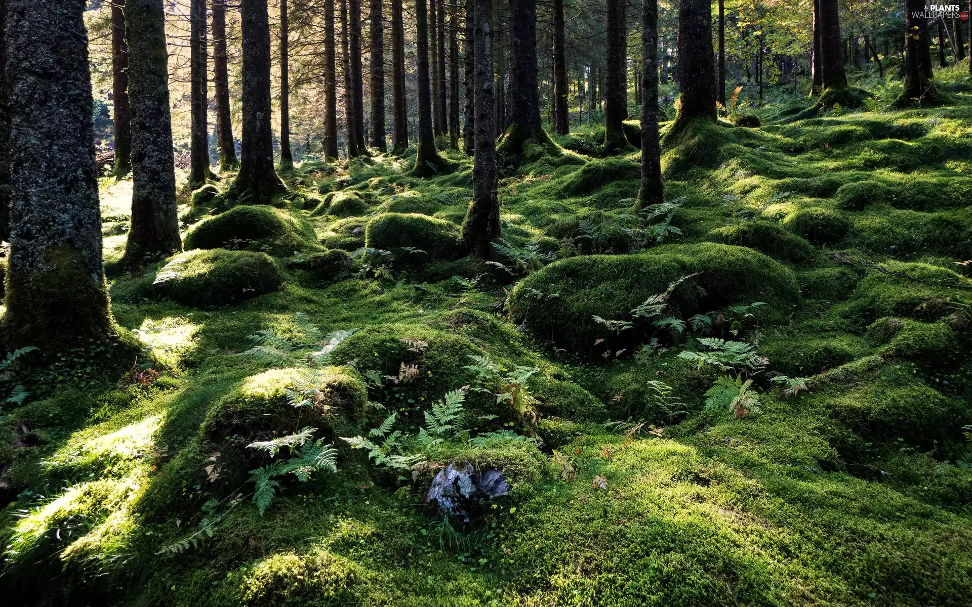 forest, Moss, luminosity, ligh, flash, viewes, trees, sun