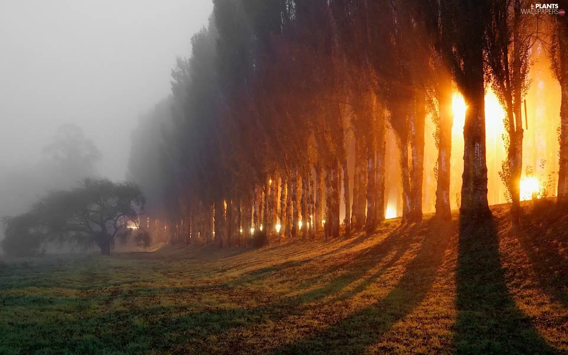 Fog, Przebijające, luminosity, ligh, flash, poplar, alley, sun