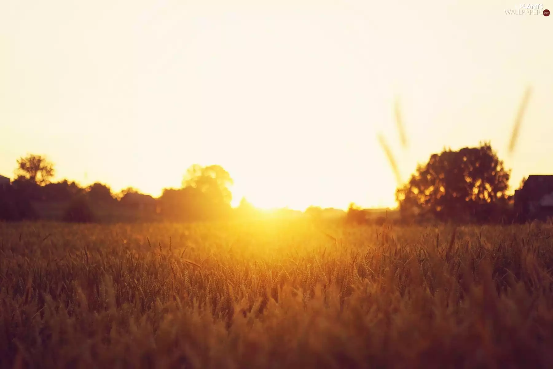 viewes, Przebijające, luminosity, ligh, flash, trees, corn, sun