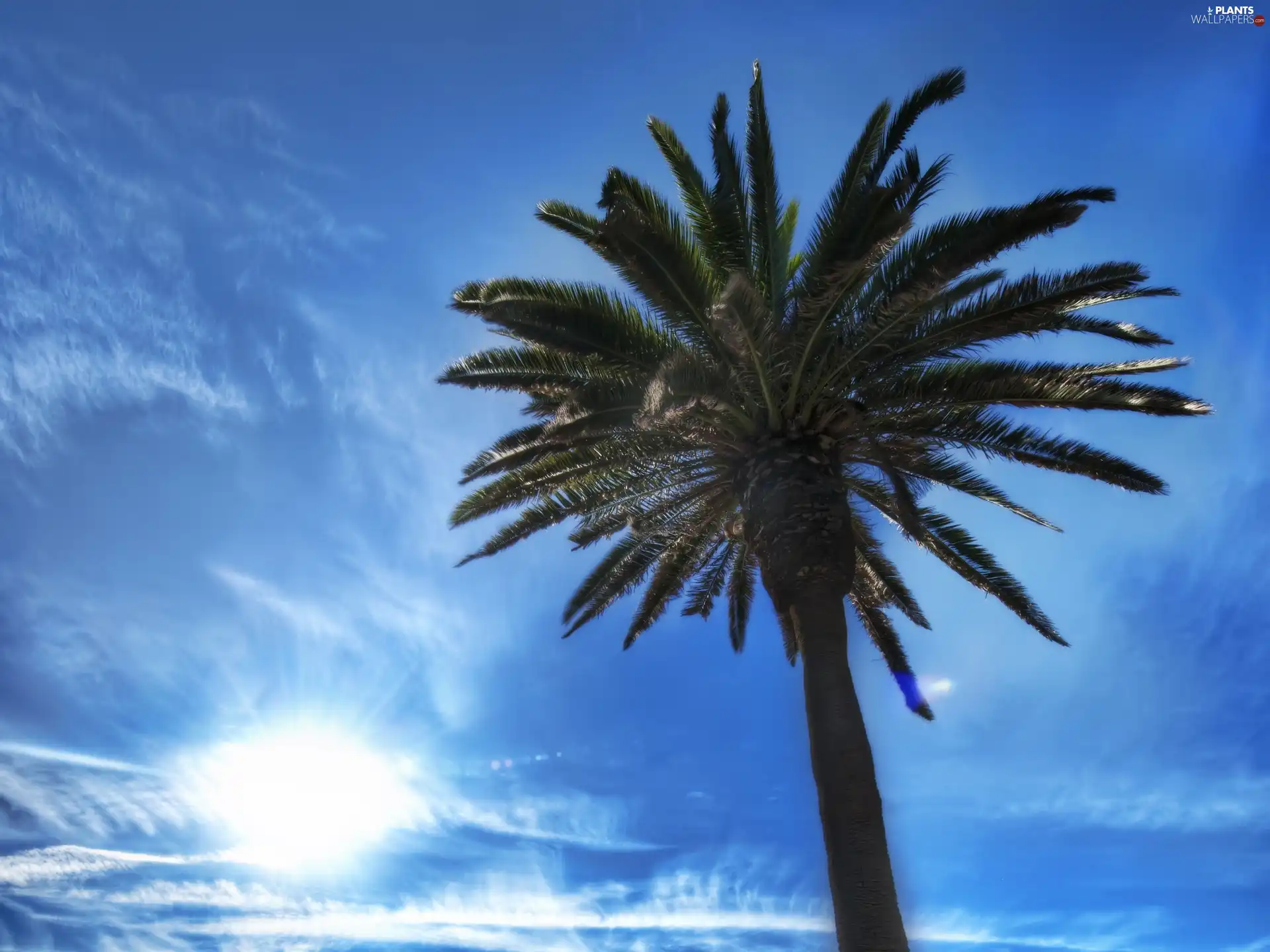 ligh, Sky, flash, Przebijające, Palm, sun, luminosity