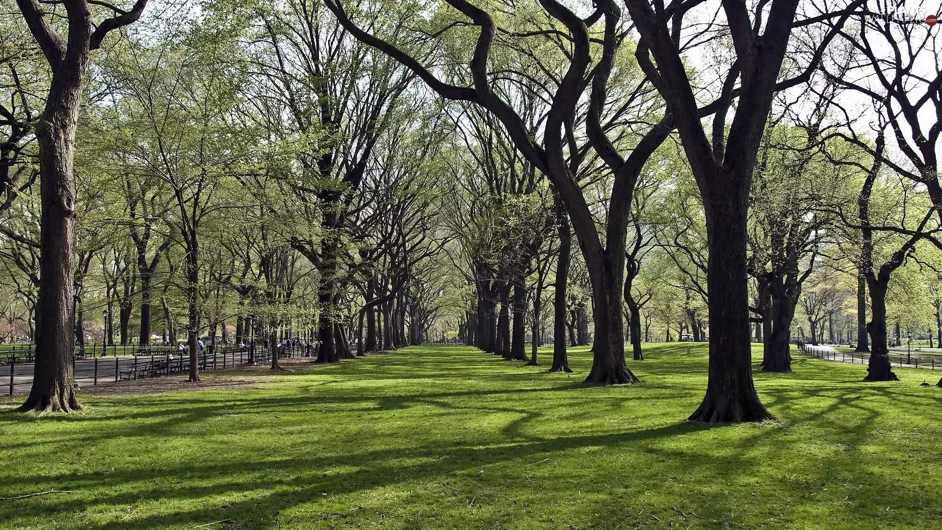 grass, Przebijające, luminosity, ligh, flash, Alleys, Park, sun