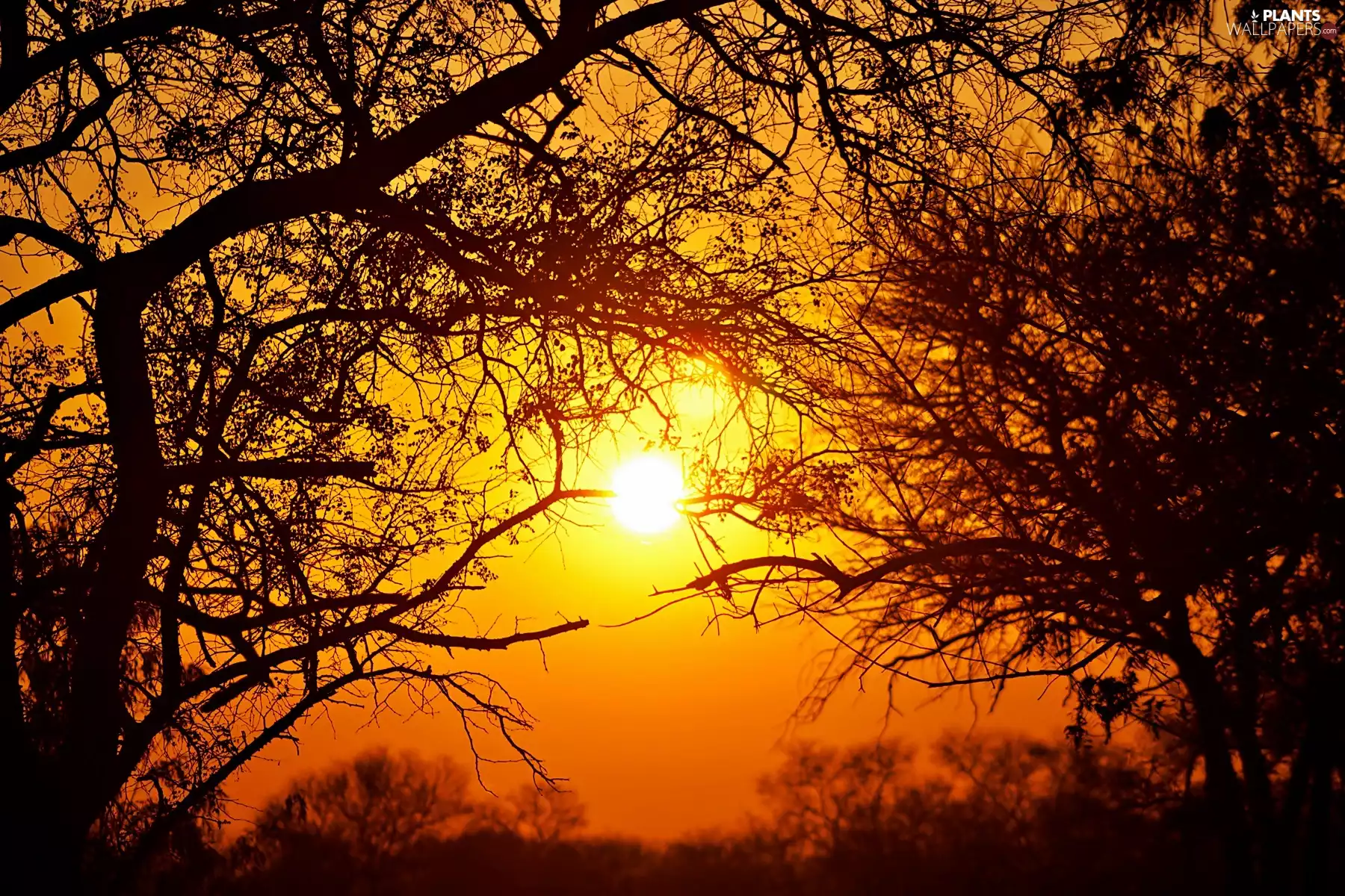 dawn, Przebijające, luminosity, ligh, flash, viewes, trees, sun