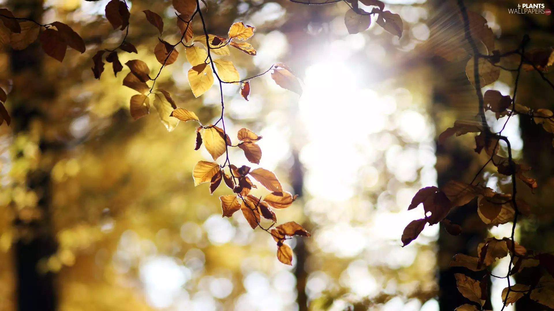 Leaf, Przebijające, luminosity, ligh, flash, viewes, trees, sun